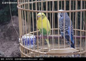 笼中鸟图片,自由与束缚的视觉寓言